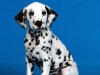 See Spot Sit.jpg